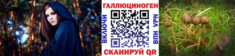Купить где  Суровикино  Псилоцибиновые грибы прущие грибы 